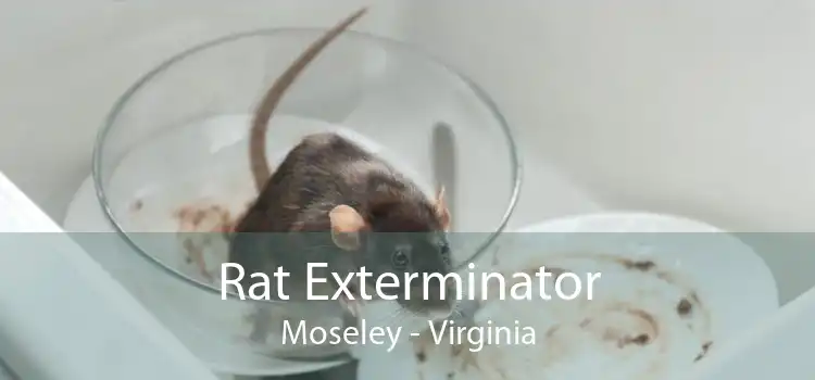 Rat Exterminator Moseley - Virginia