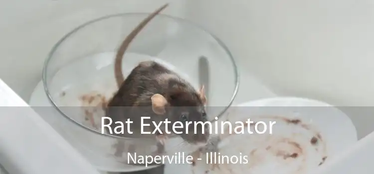 Rat Exterminator Naperville - Illinois
