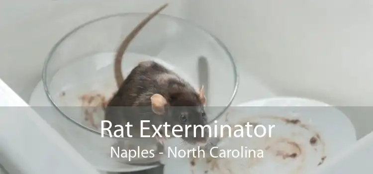 Rat Exterminator Naples - North Carolina