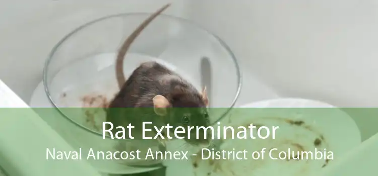 Rat Exterminator Naval Anacost Annex - District of Columbia