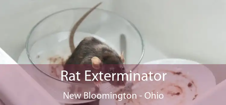 Rat Exterminator New Bloomington - Ohio