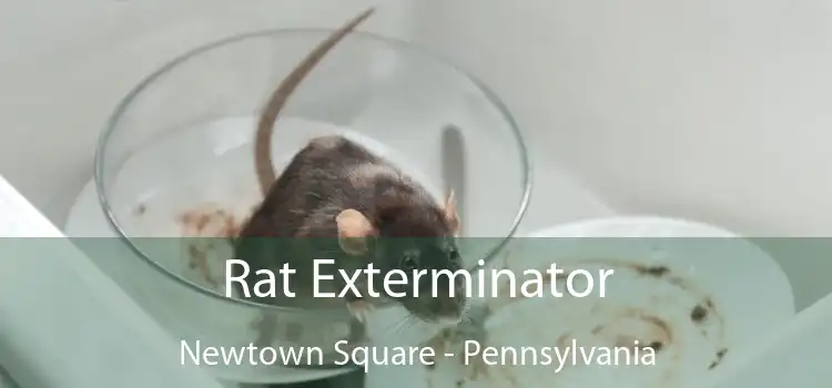 Rat Exterminator Newtown Square - Pennsylvania