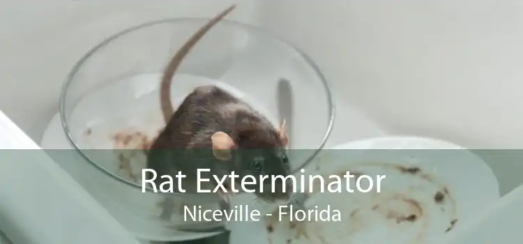Rat Exterminator Niceville - Florida