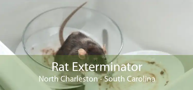 Rat Exterminator North Charleston - South Carolina