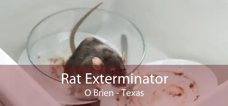 Rat Exterminator O Brien - Texas