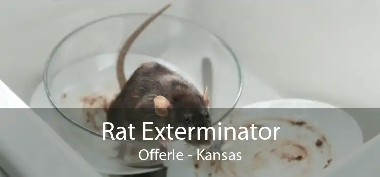 Rat Exterminator Offerle - Kansas