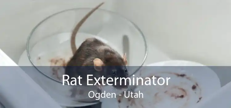 Rat Exterminator Ogden - Utah