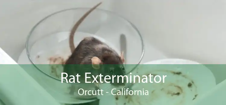 Rat Exterminator Orcutt - California