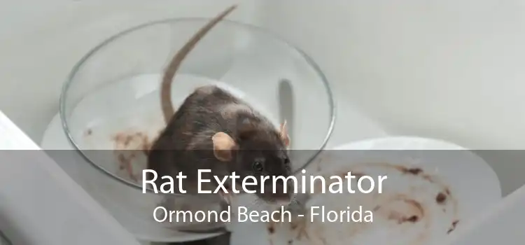 Rat Exterminator Ormond Beach - Florida