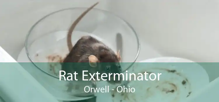 Rat Exterminator Orwell - Ohio