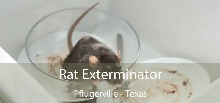 Rat Exterminator Pflugerville - Texas