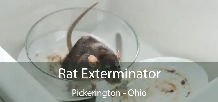 Rat Exterminator Pickerington - Ohio