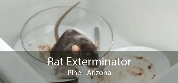Rat Exterminator Pine - Arizona
