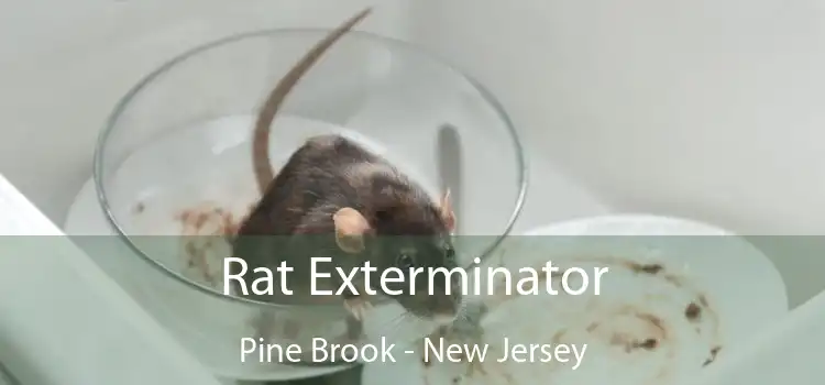 Rat Exterminator Pine Brook - New Jersey