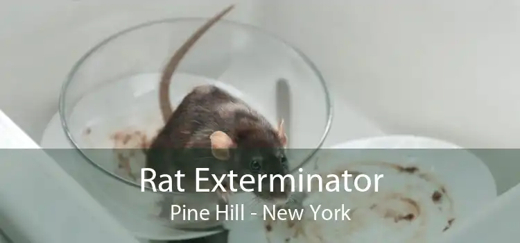 Rat Exterminator Pine Hill - New York