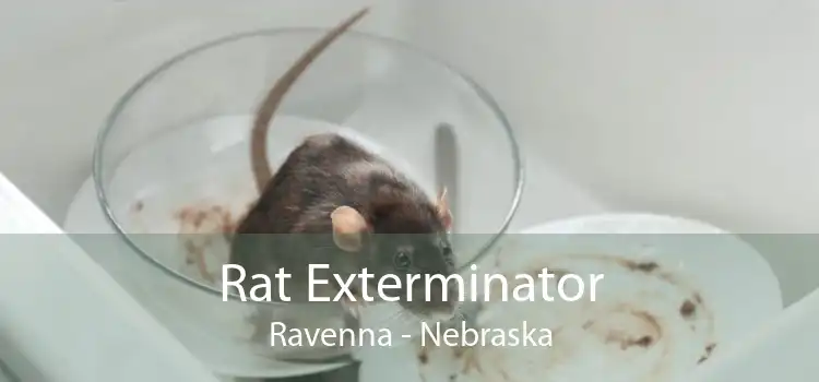 Rat Exterminator Ravenna - Nebraska