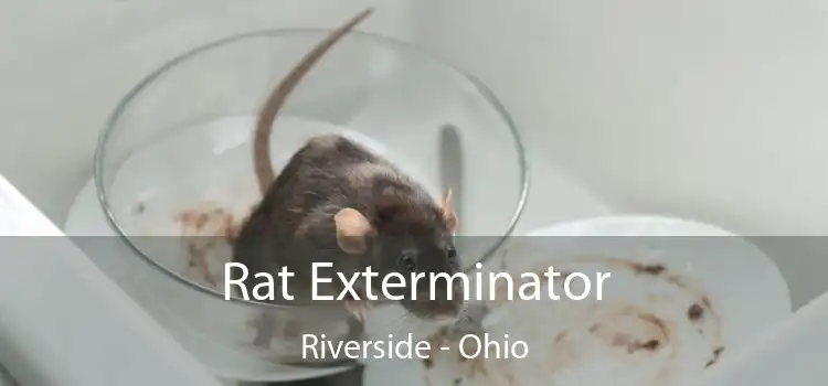 Rat Exterminator Riverside - Ohio