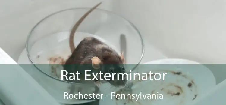 Rat Exterminator Rochester - Pennsylvania