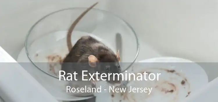 Rat Exterminator Roseland - New Jersey