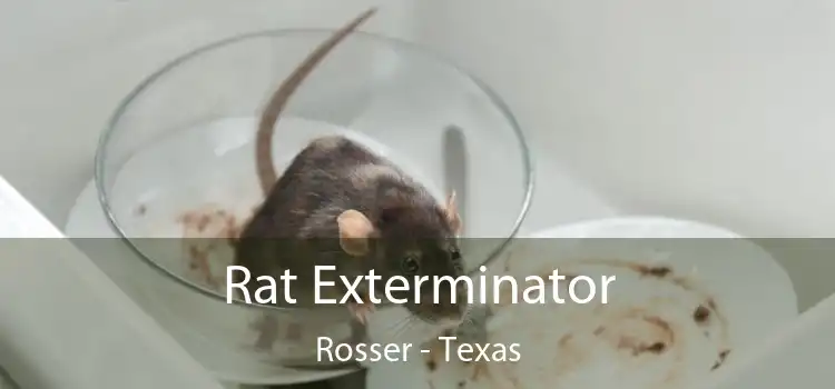 Rat Exterminator Rosser - Texas