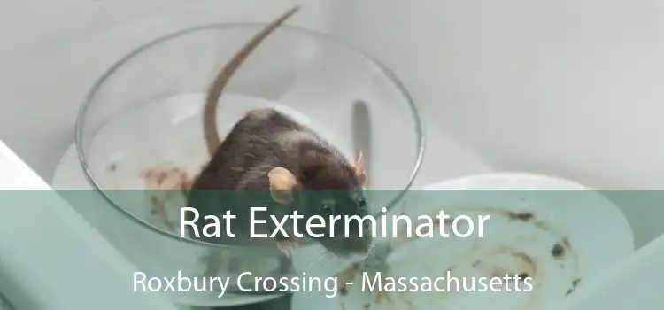 Rat Exterminator Roxbury Crossing - Massachusetts