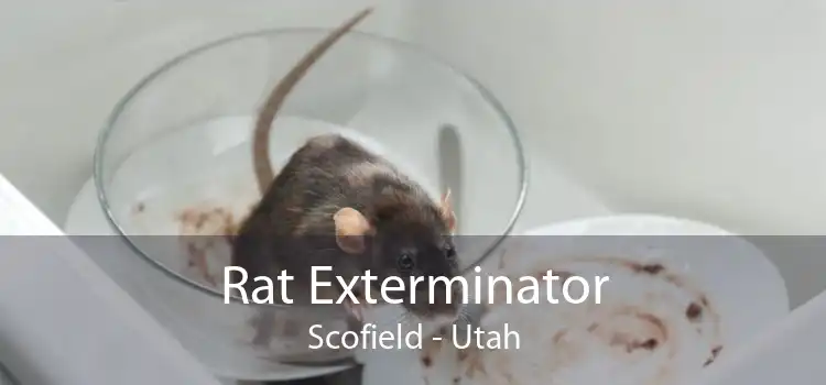 Rat Exterminator Scofield - Utah