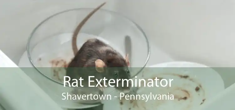 Rat Exterminator Shavertown - Pennsylvania