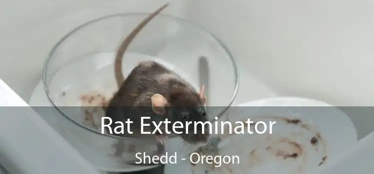 Rat Exterminator Shedd - Oregon