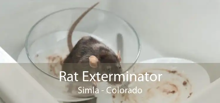 Rat Exterminator Simla - Colorado