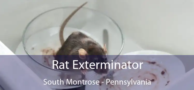 Rat Exterminator South Montrose - Pennsylvania