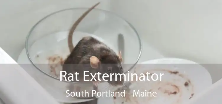 Rat Exterminator South Portland - Maine