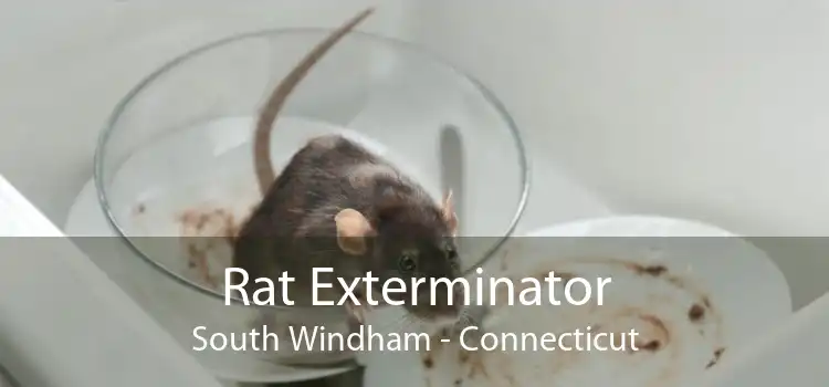 Rat Exterminator South Windham - Connecticut