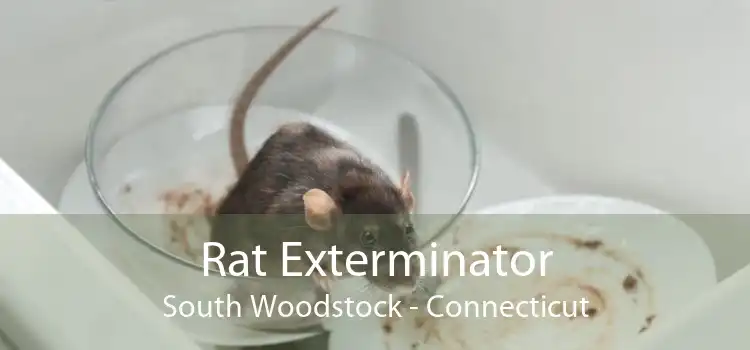 Rat Exterminator South Woodstock - Connecticut