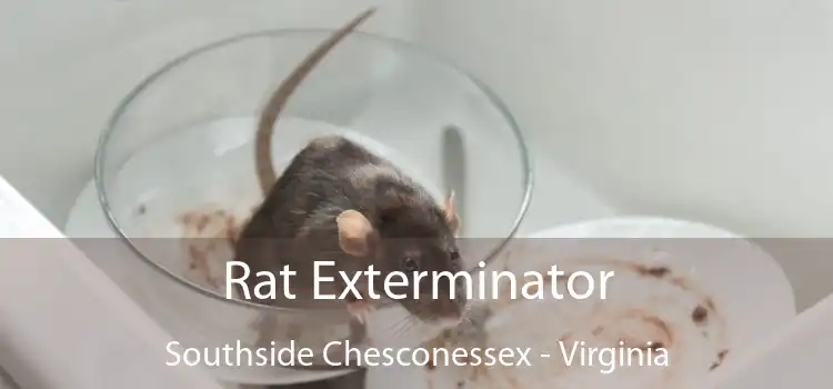 Rat Exterminator Southside Chesconessex - Virginia