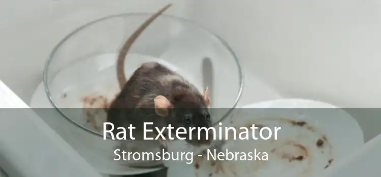 Rat Exterminator Stromsburg - Nebraska