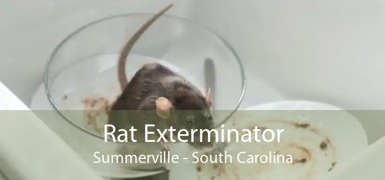 Rat Exterminator Summerville - South Carolina