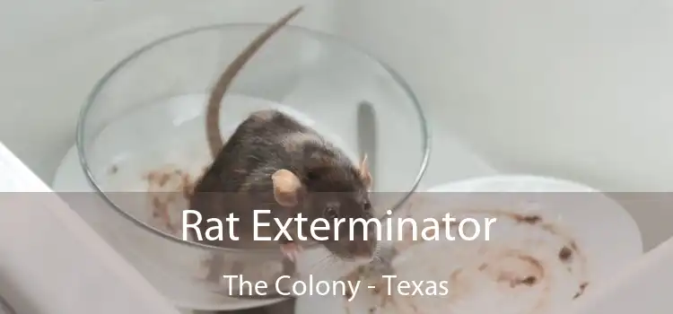 Rat Exterminator The Colony - Texas