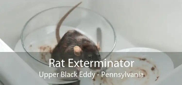 Rat Exterminator Upper Black Eddy - Pennsylvania