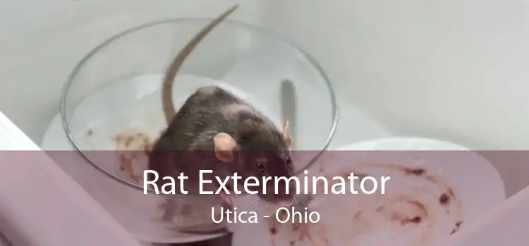 Rat Exterminator Utica - Ohio