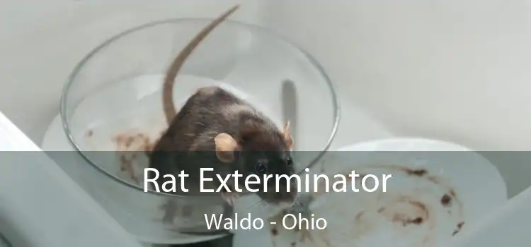 Rat Exterminator Waldo - Ohio