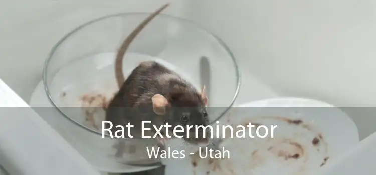 Rat Exterminator Wales - Utah