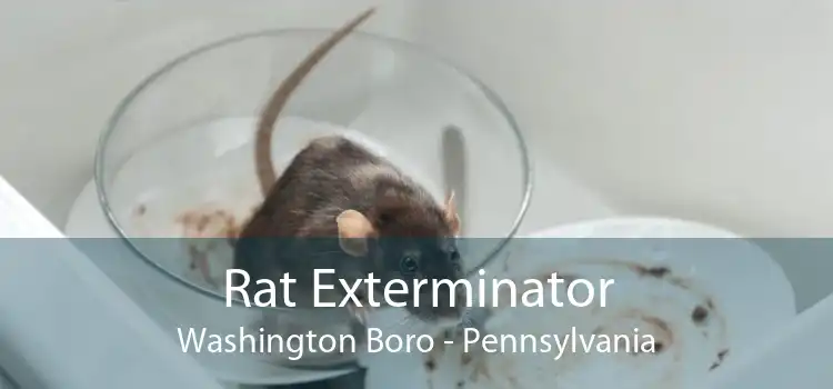 Rat Exterminator Washington Boro - Pennsylvania