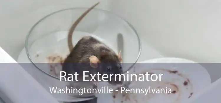 Rat Exterminator Washingtonville - Pennsylvania