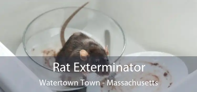 Rat Exterminator Watertown Town - Massachusetts