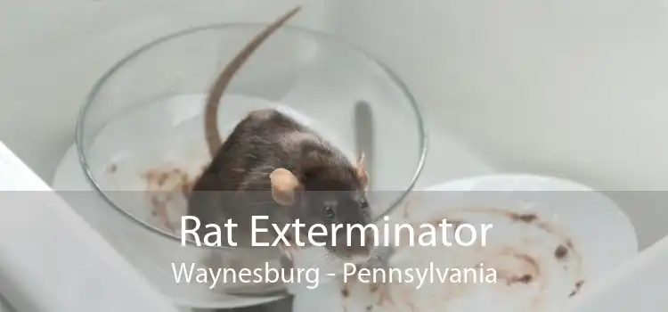 Rat Exterminator Waynesburg - Pennsylvania