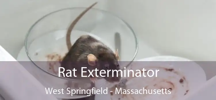 Rat Exterminator West Springfield - Massachusetts