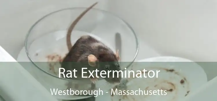 Rat Exterminator Westborough - Massachusetts