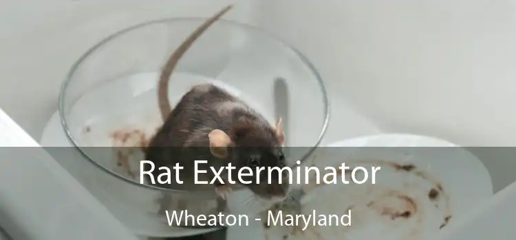 Rat Exterminator Wheaton - Maryland