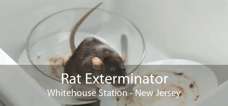 Rat Exterminator Whitehouse Station - New Jersey