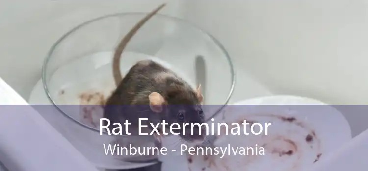 Rat Exterminator Winburne - Pennsylvania